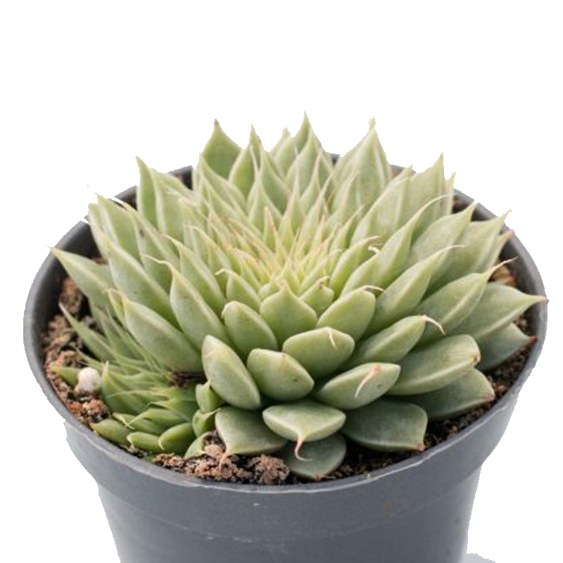 Set 3 pzas Graptoveria Silver star M 6 pulgadas