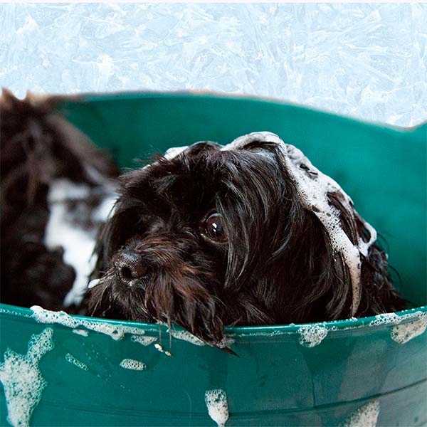 Eucalipto y Arbol de Te Kit Aceite Esencial para Humidificador 2 Pzas Krisamex