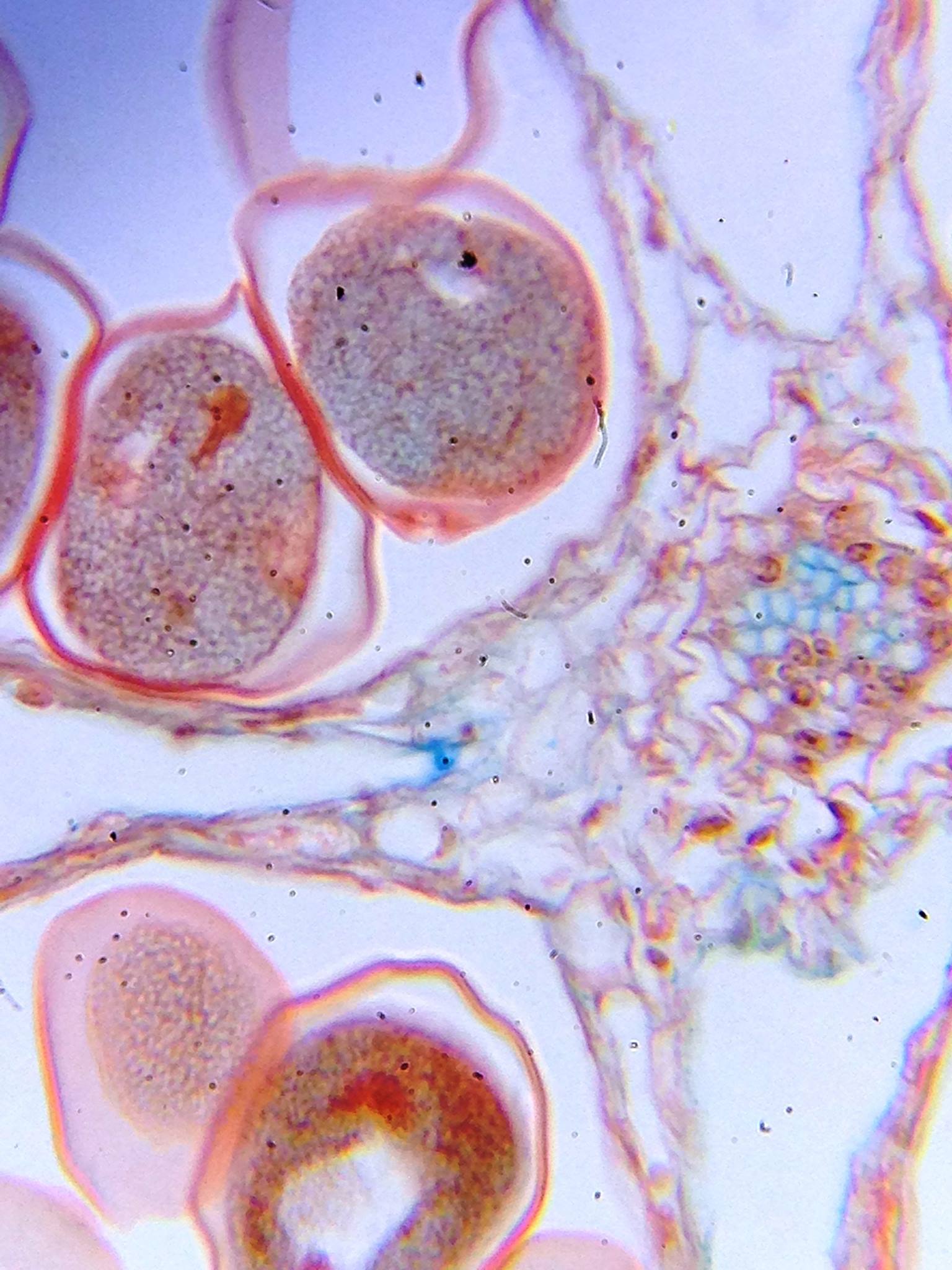 Microscopio De Bolsillo 100-250x Carson Microflip