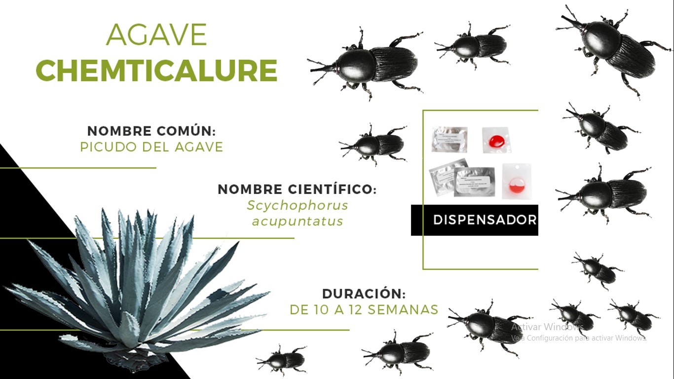 Feromona De Agregación Para Picudo Del Agave Rhynchophorus