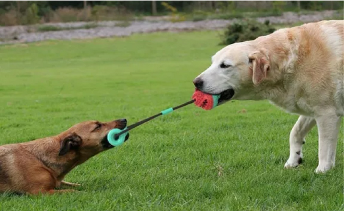 Juguetes De Cuerda Dura De Masticar Para Mascota Perros