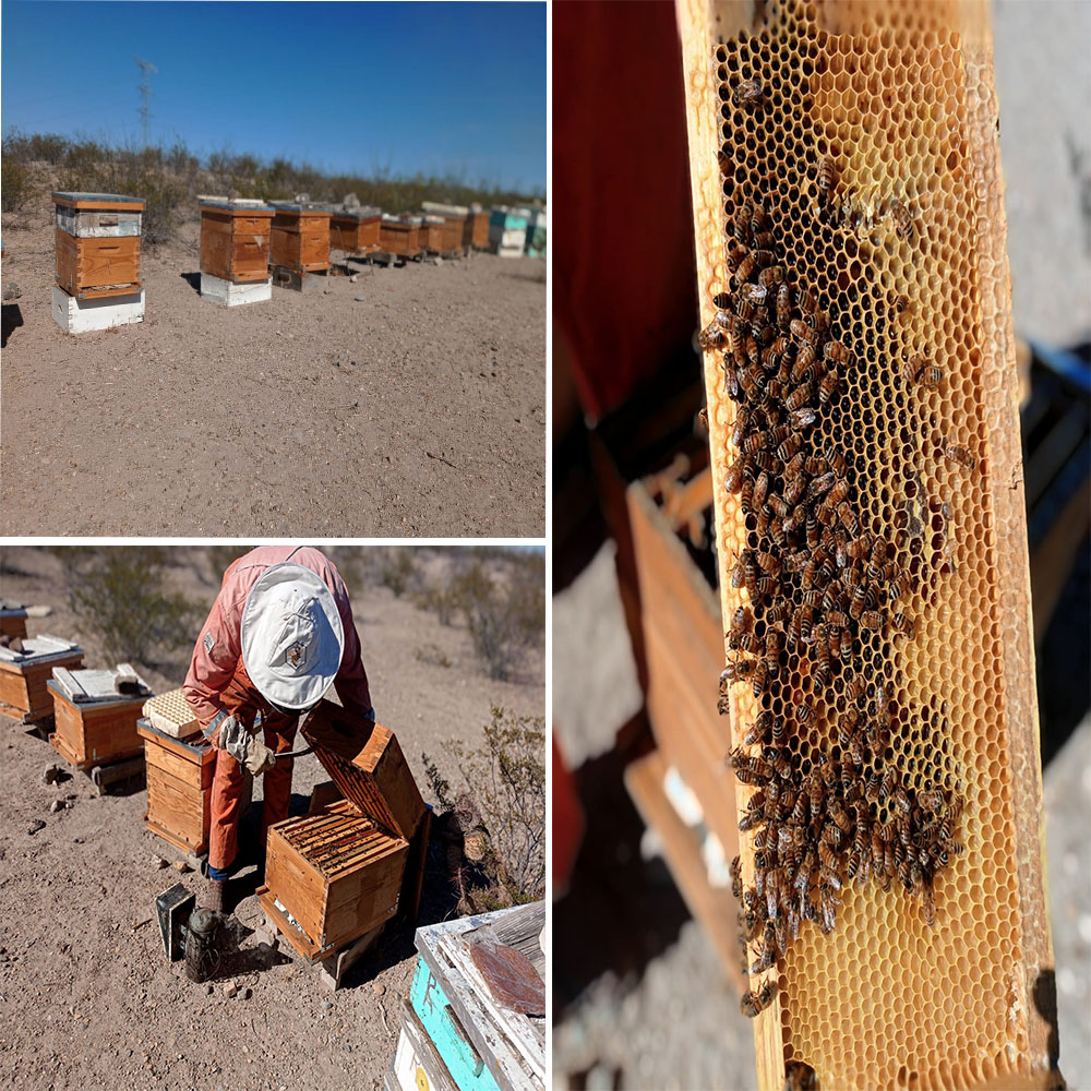 MIEL de ABEJA, Tobosos1740, Virgen (100% Pura), 700g (500 ml)