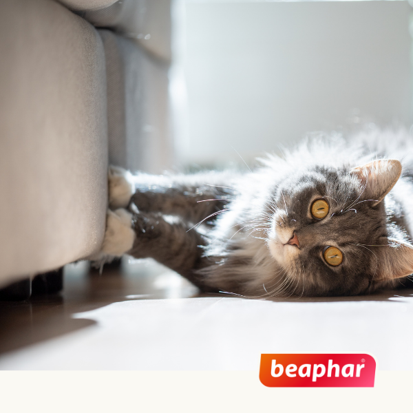 Beaphar Catcomfort Collar 35cm Antiestrés Calmante Para Gato