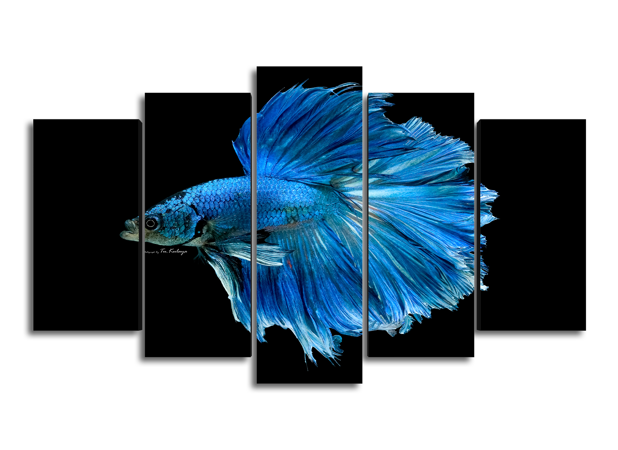Cuadro Decorativo Animales Pez Betta Azul100x60cm 5pzs Cuadros MX