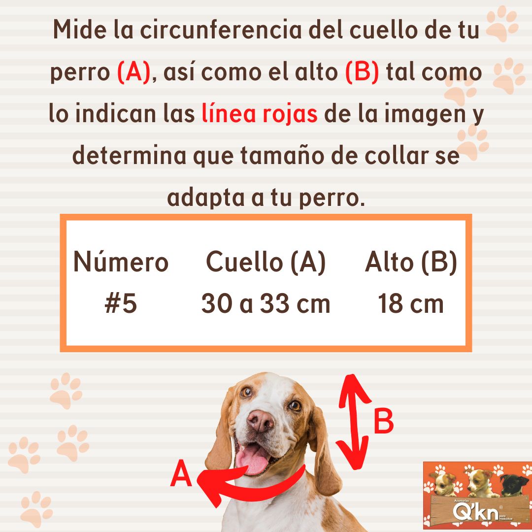 Collar Isabelino Económico #5 Para Mascotas Qkn