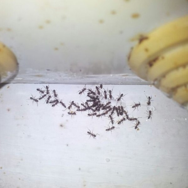 Cebo Insecticida en Jeringa Gel para Hormigas 10g Bayer .