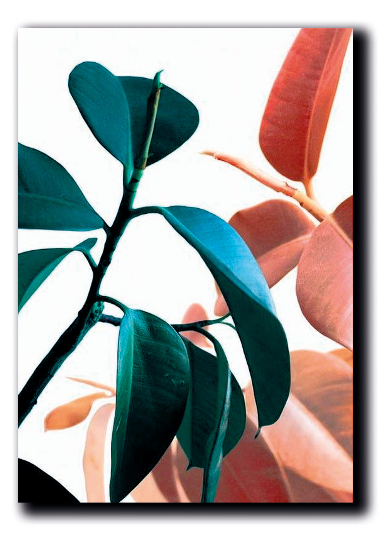 Cuadros Decorativos Set de 3 pzs Canvas de hojas moderno #3 40 X 60 cm