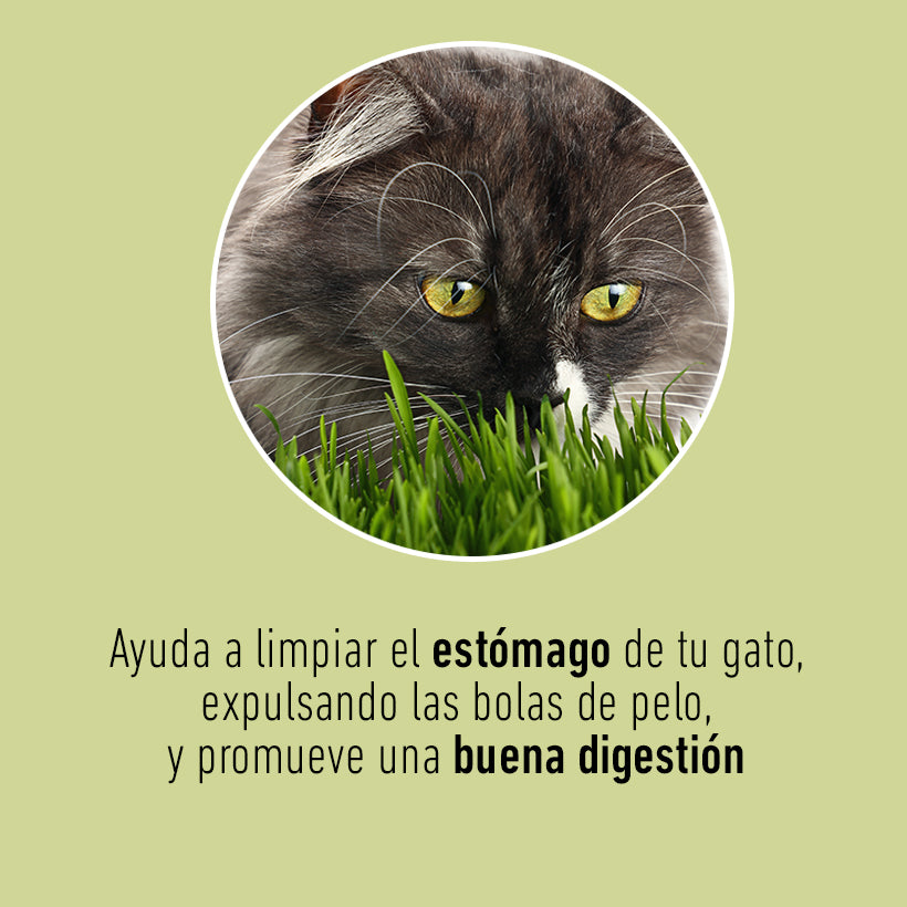 Pasto de avena y cebada para gato Cat Grass Mix Un Dos Treats. Producto apto para perros, aves, reptiles y pequeños roedores.