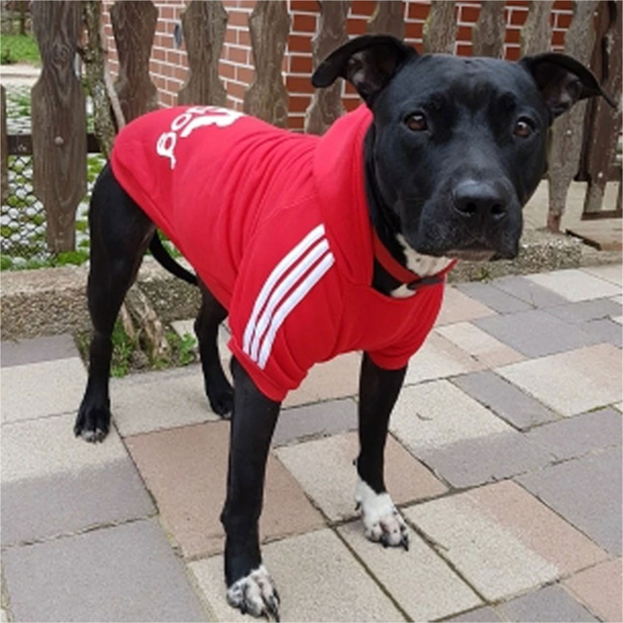 Sudadera Ropa Suéter Completo Para Perro Gato 3xl-7xl