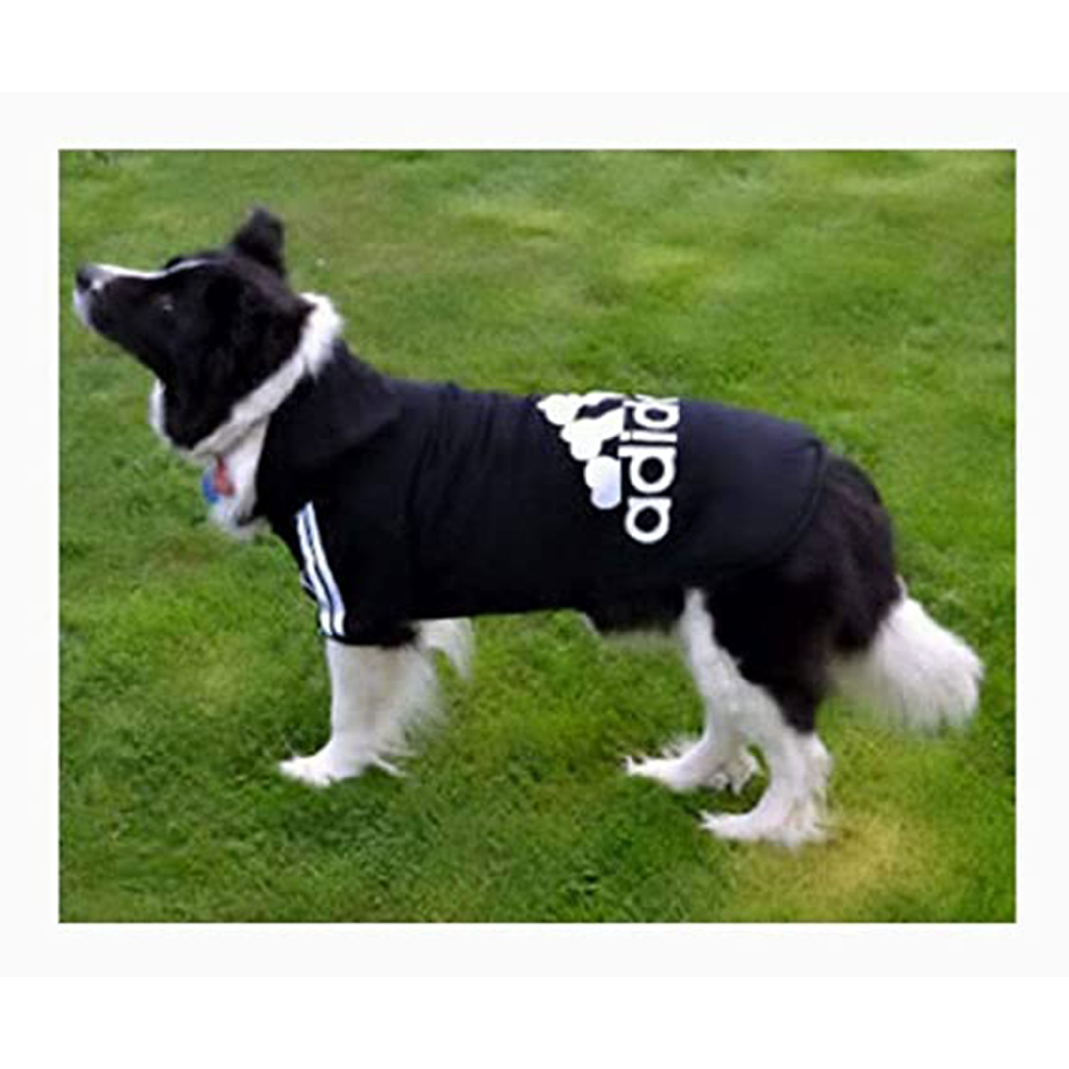 Sudadera Ropa Suéter Completo Para Perro Gato 3xl-7xl