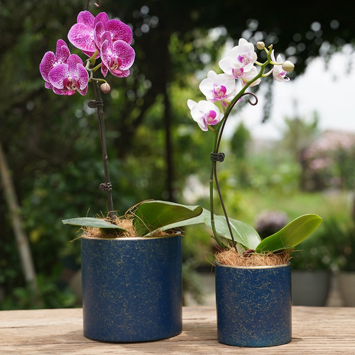 Ilios Innova Macetero borde dorado 18 cm alto, maceta de cerámica con plato de base, Elegante maceta para flores.