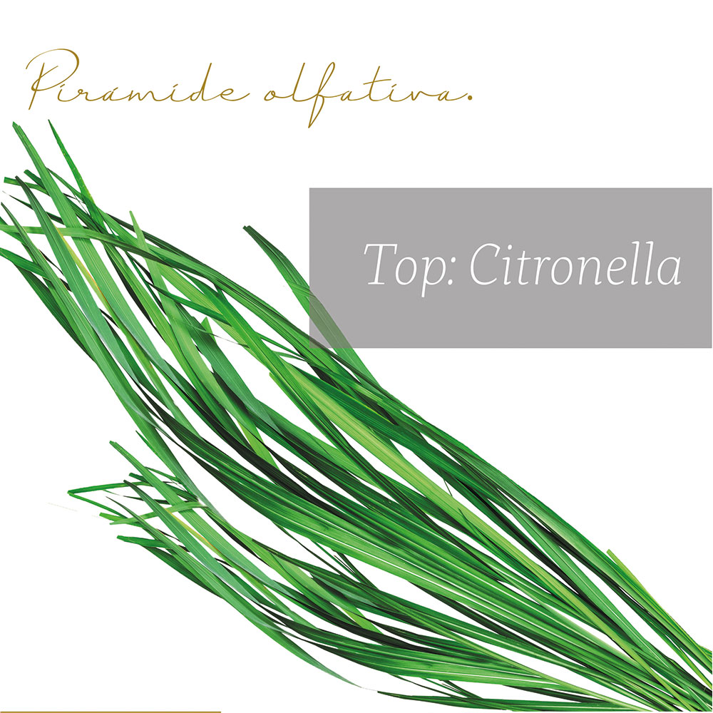 Punto Aroma - Home Mist 250ml - Ambientador de Fragancia Premium - Air Freshener - Spray aromatizante con atomizador - Ideal para casa, coche, oficina, carro, baño (Citronela)