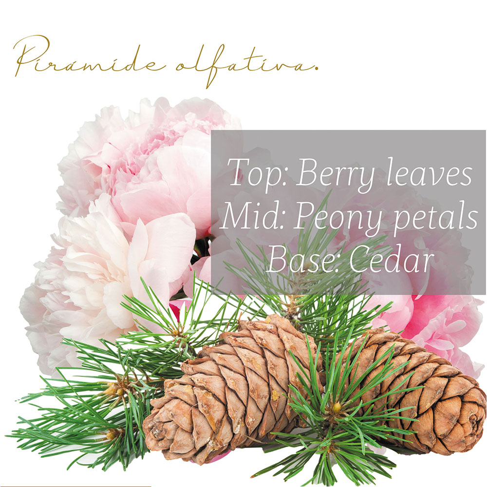 Punto Aroma - Jabón para Manos líquido 5l - Biodegradable - Fragancia Premium - para Uso Corporal - Ideal para Eliminar Grasa, Suciedad, gérmenes y microbios (Peony & Cedar)