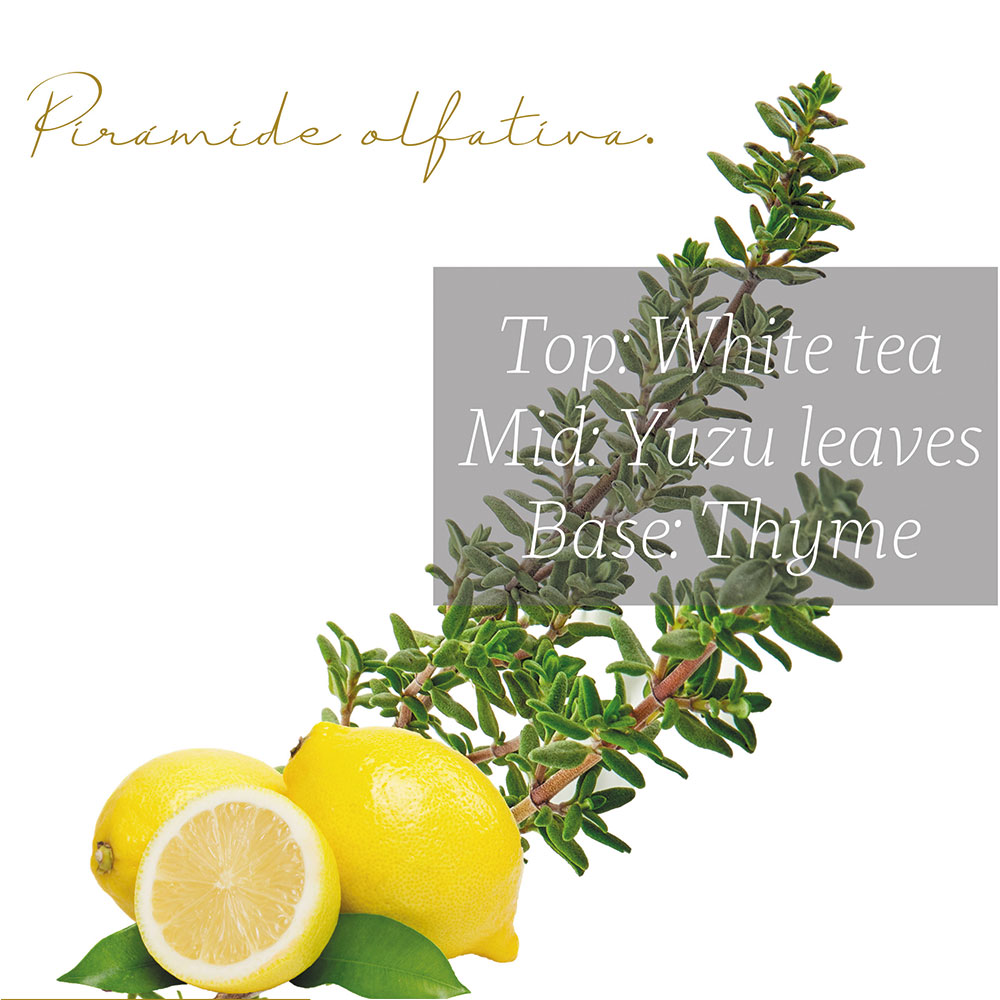 Punto Aroma - Jabón para Manos líquido 5l - Biodegradable - Fragancia Premium - para Uso Corporal - Ideal para Eliminar Grasa, Suciedad, gérmenes y microbios (White Tea & Lemon Leaves)
