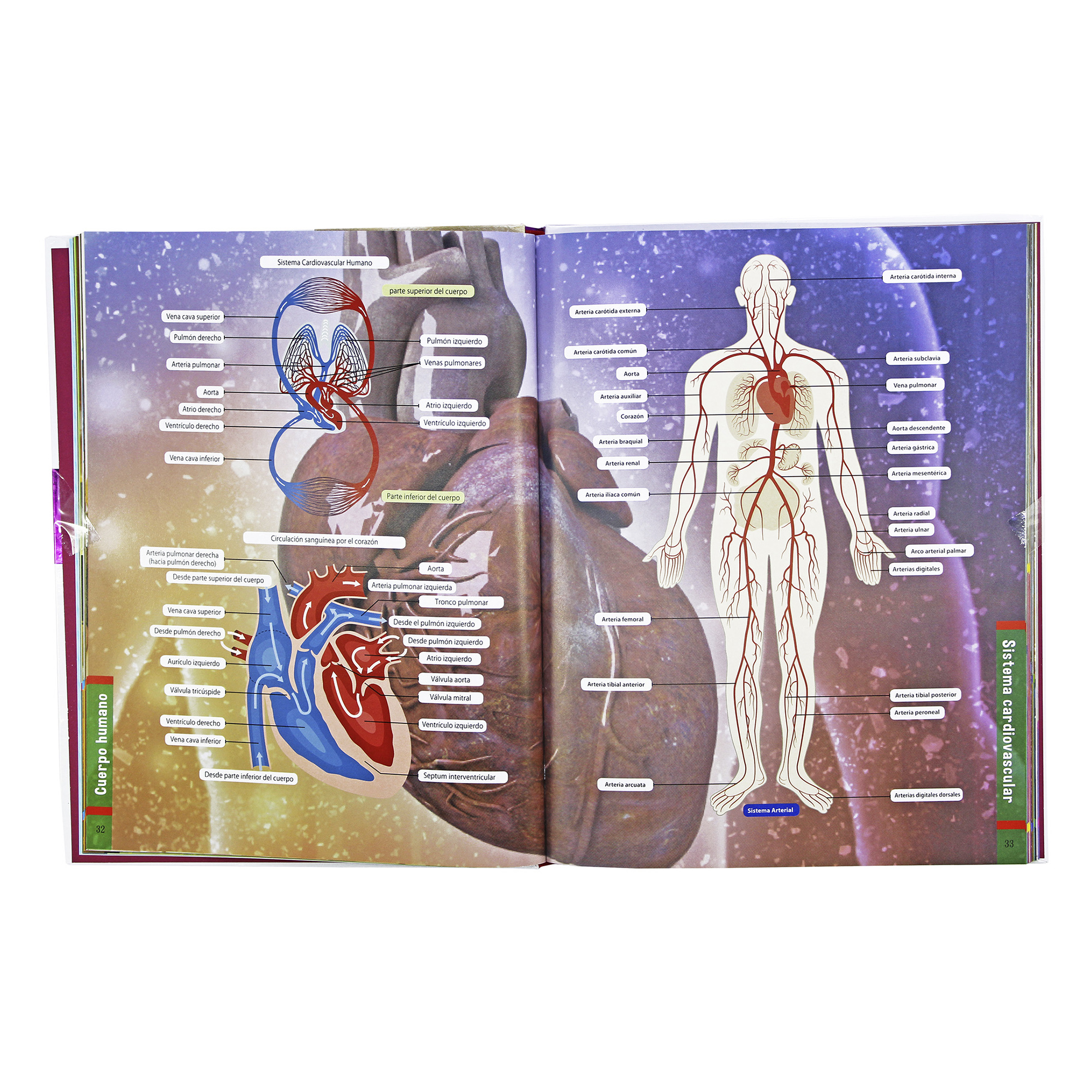 El Cuerpo Humano, Mi Primera Enciclopedia Ilustrada, Pasta Dura