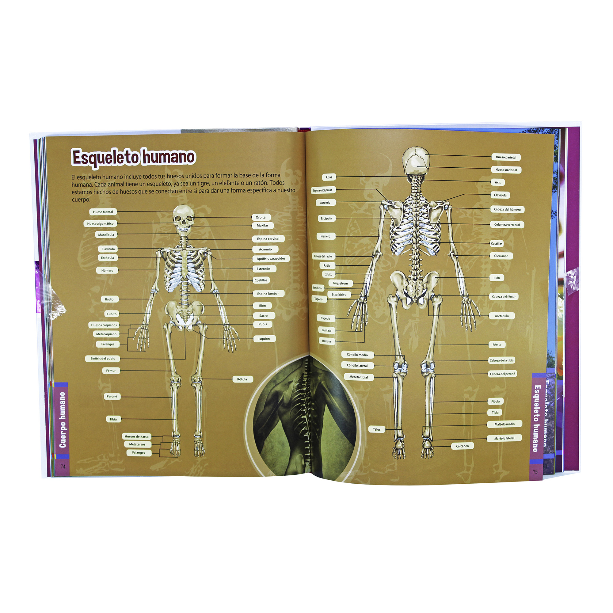 El Cuerpo Humano, Mi Primera Enciclopedia Ilustrada, Pasta Dura