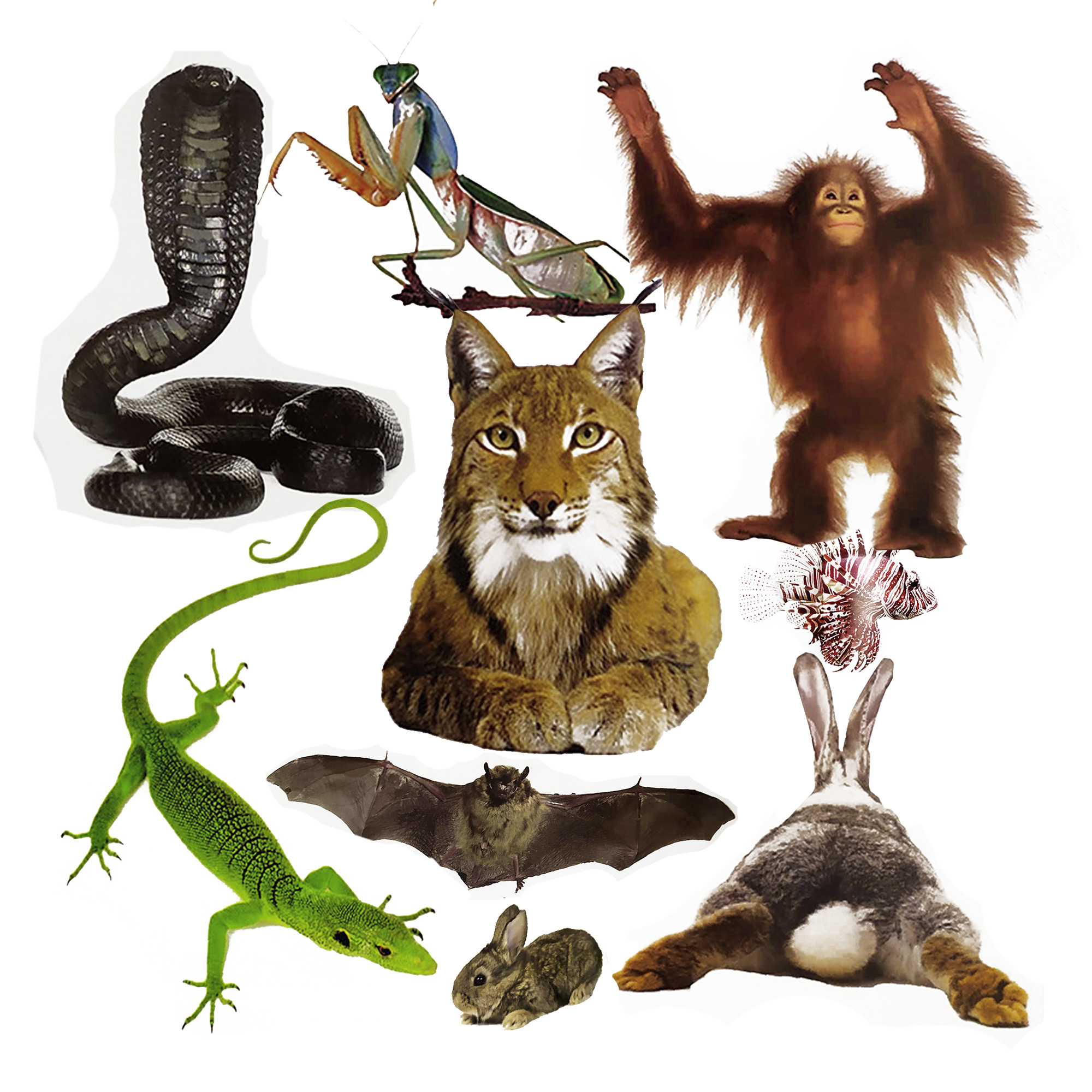 Colección 3 Libros Tiburones, Reptiles, Insectos, Animales, Infantiles, Pasta Dura