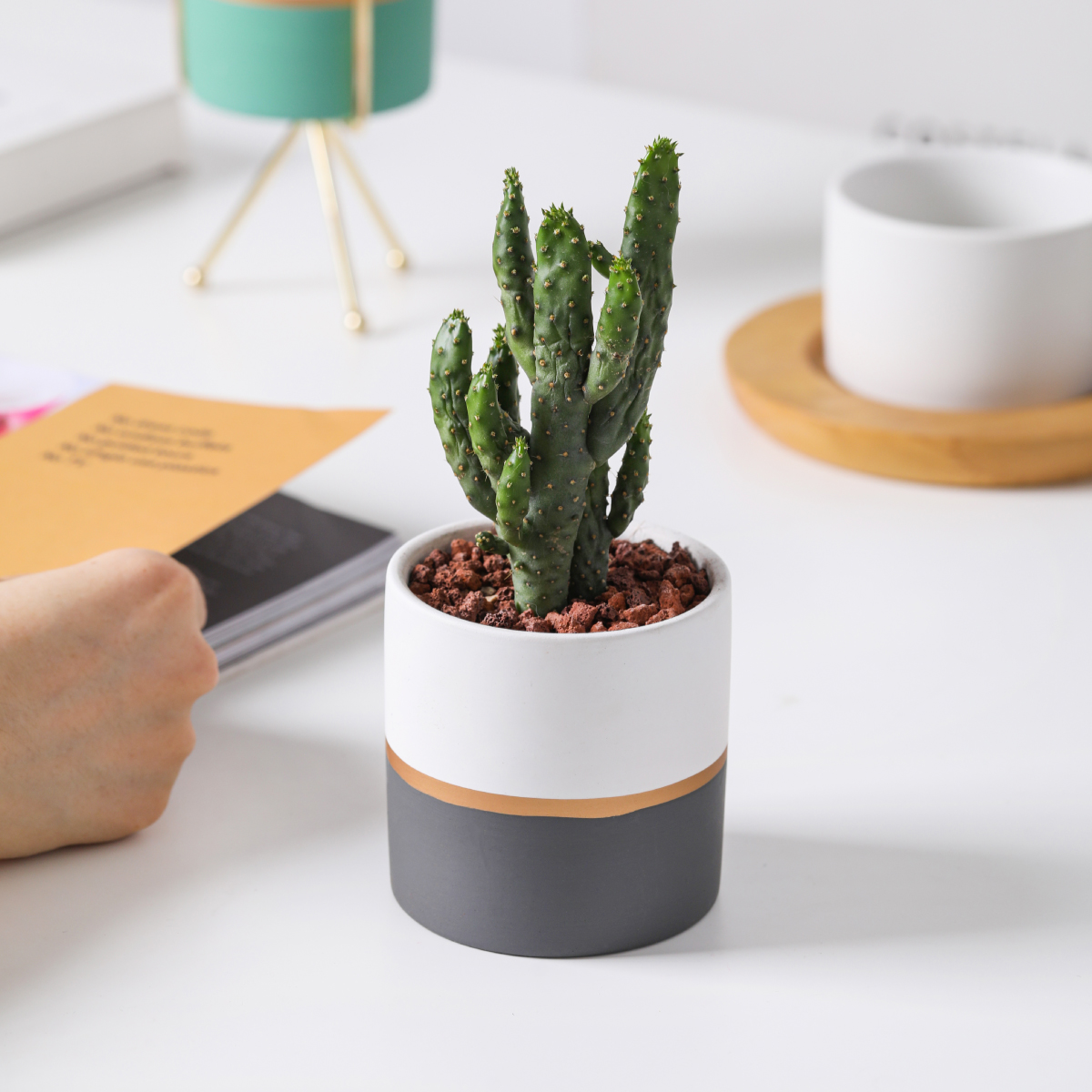 Maceta De Barro Pintada A Mano - Varias Medidas (ej. 20 Cm), Color Blanco Crema Y Oro, Para Interior Y Exterior