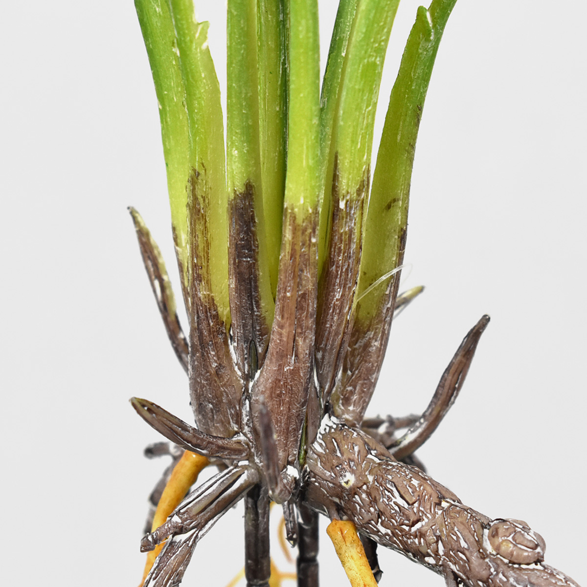 Planta De Garra Artificial Planta Fina Con Raiz 42 cm