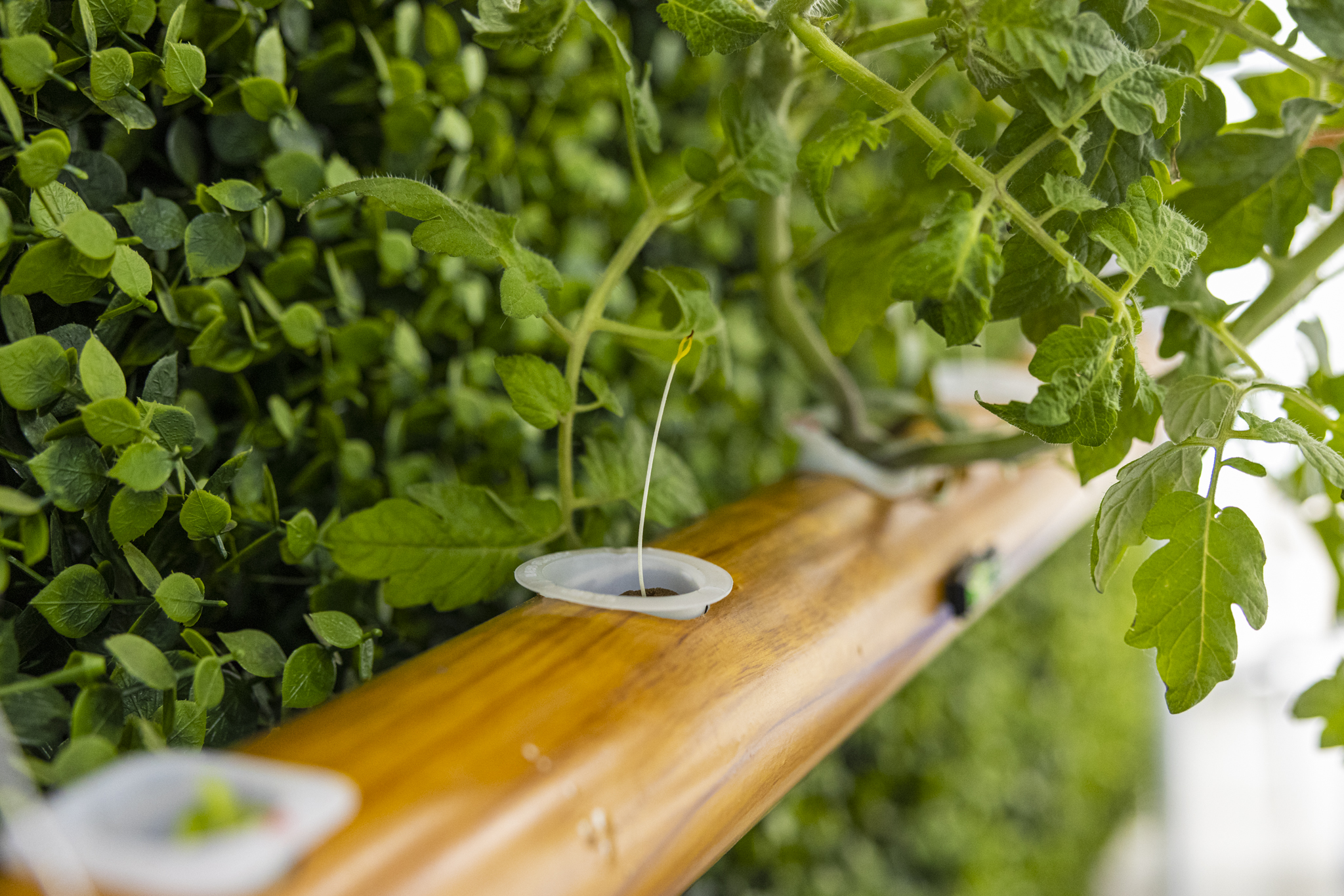 Sistema Hidroponico Vertical con Controlador Inteligente de Flujo de Agua PH Humedad Temperatura Intensidad de Luz UV / Master / ECO-IOT20V