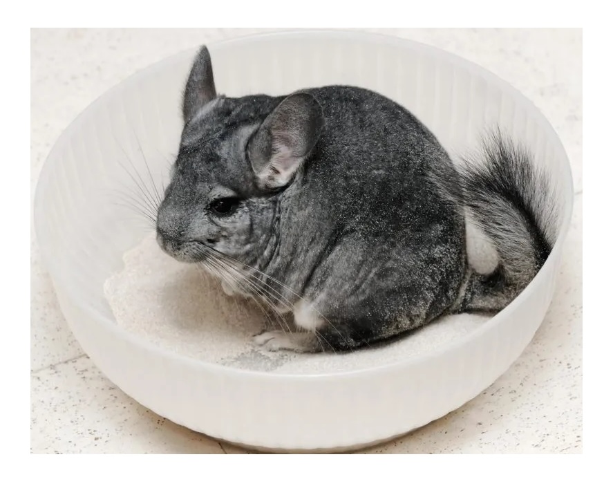 Arena Limpiadora Baño Chinchillas Son 5 Kilos hamster wc laazootea
