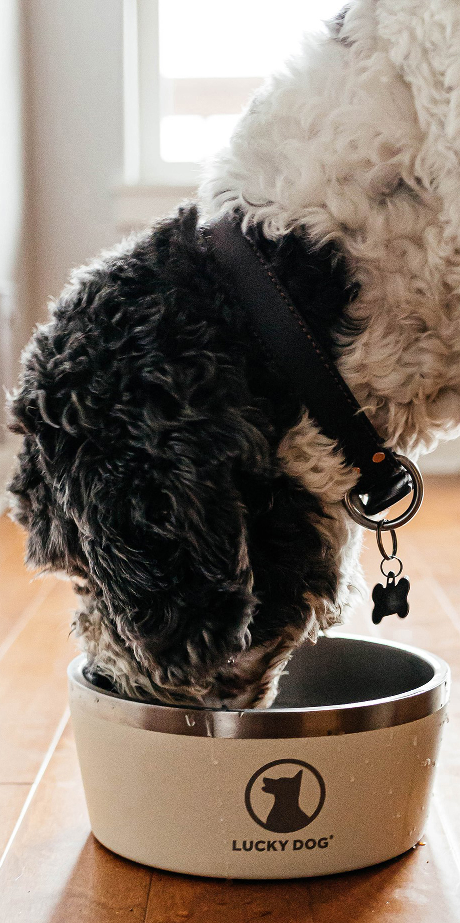Tazón Para Perro Lucky Dog Indulge XL 670843 CST