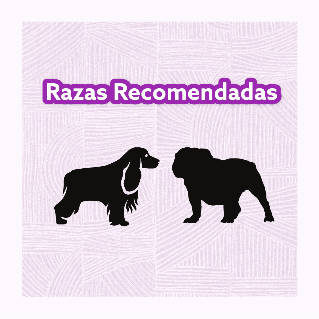 Cama de Madera Para Perro Mediano Modelo Box