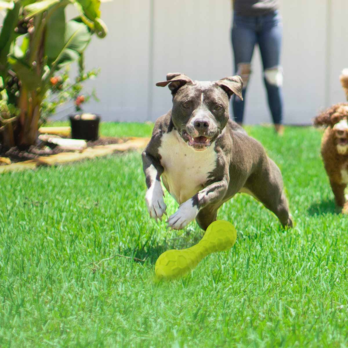 Pesa Juguete Para Perro Con Sonido al Morder Marcar Mr Wuff