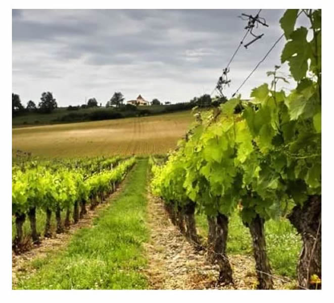 Listón Para Ahuyentar Aves / Pájaros - Resistente!