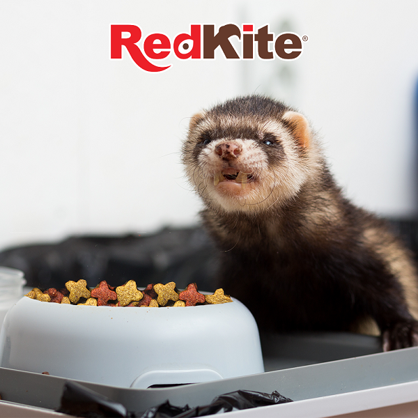 Alimento para Huron 1kg