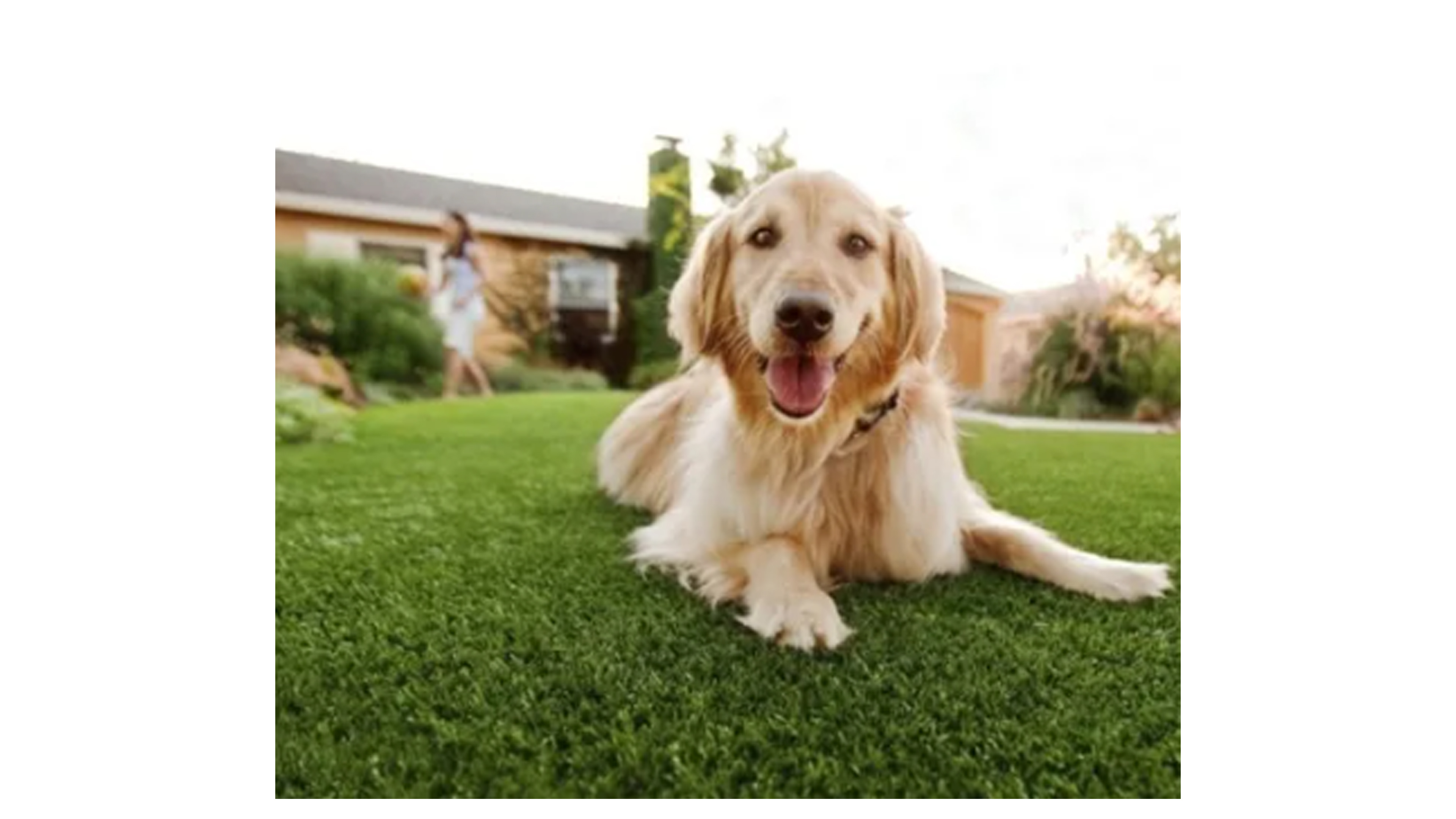 Tapete Pasto Sintetico 30mm Para Mascota 1m X 50cm + Juguete