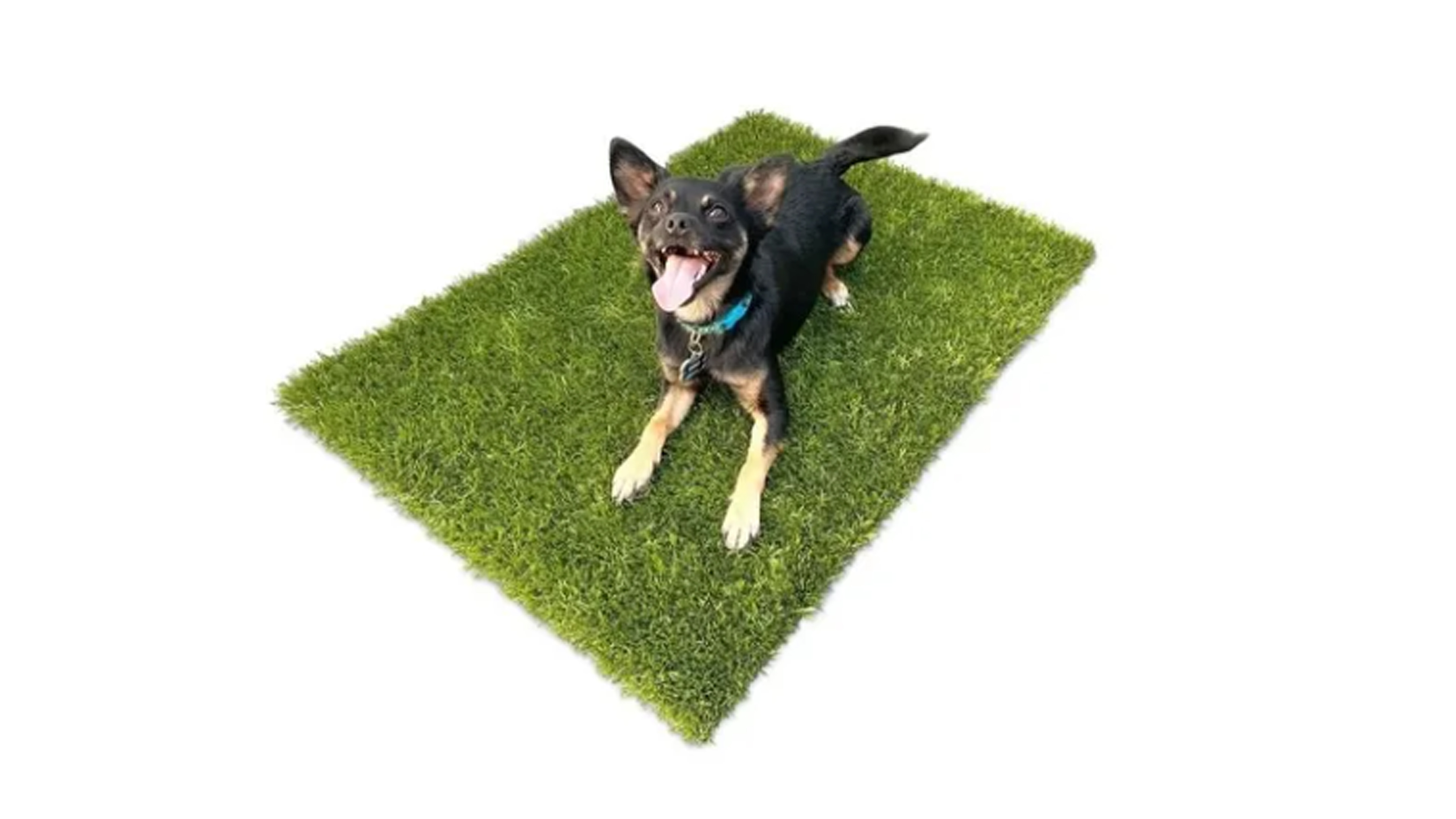 Tapete Pasto Sintetico 30mm Para Mascota 1m X 50cm + Juguete