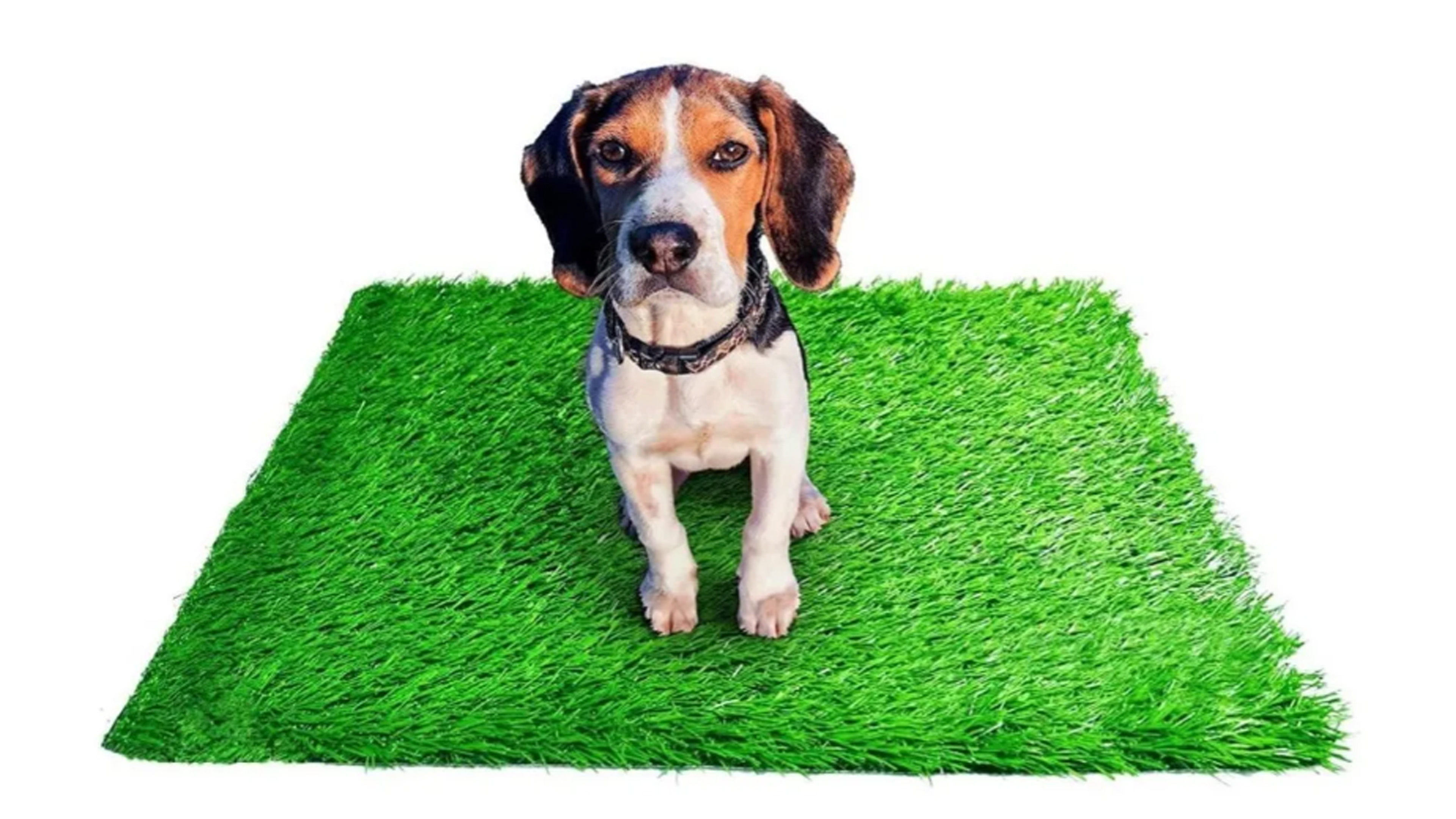 Tapete Pasto Sintetico 30mm Para Mascota 1m X 50cm + Juguete