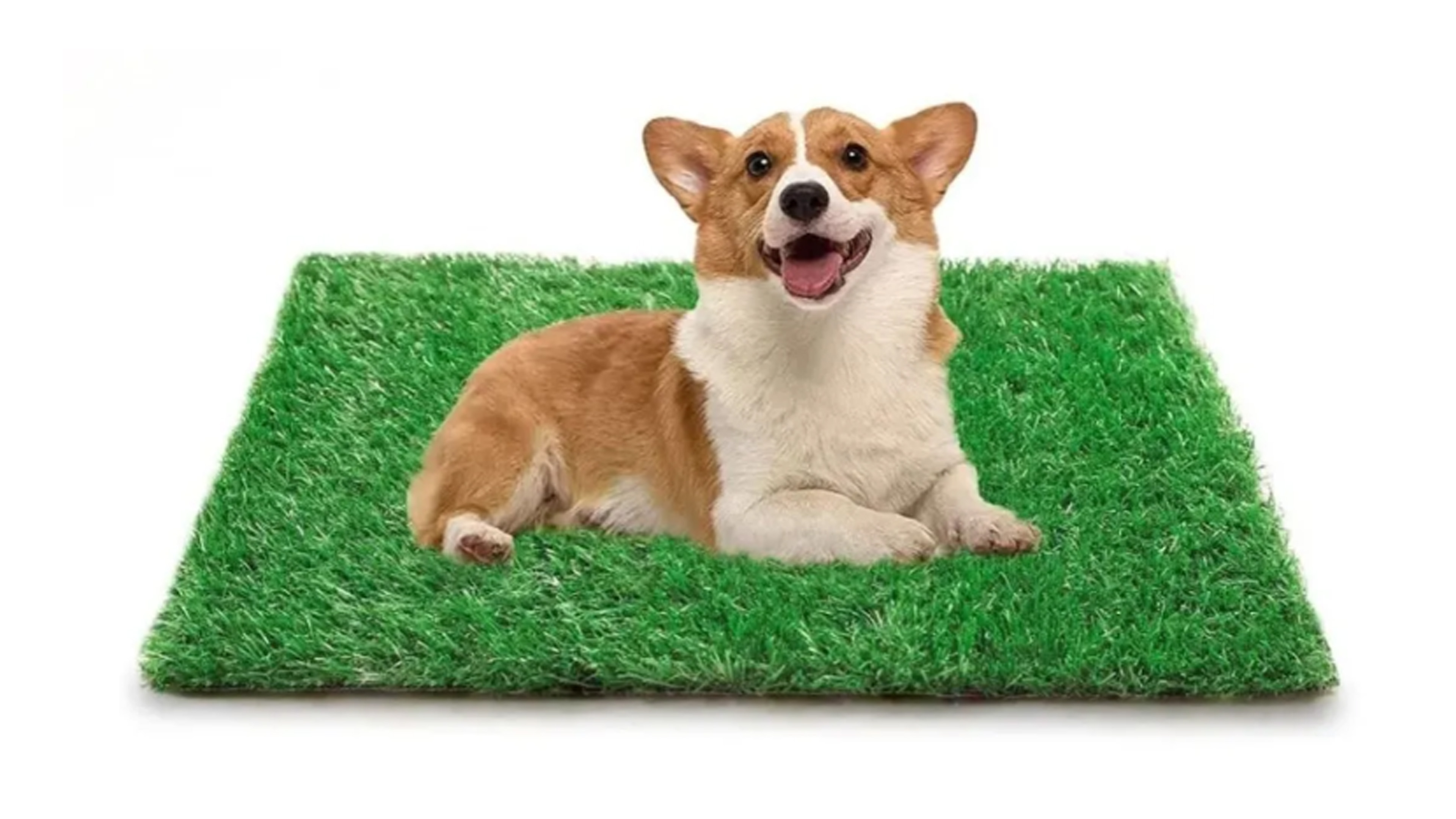 Tapete Pasto Sintetico 30mm Para Mascota 1m X 50cm + Juguete