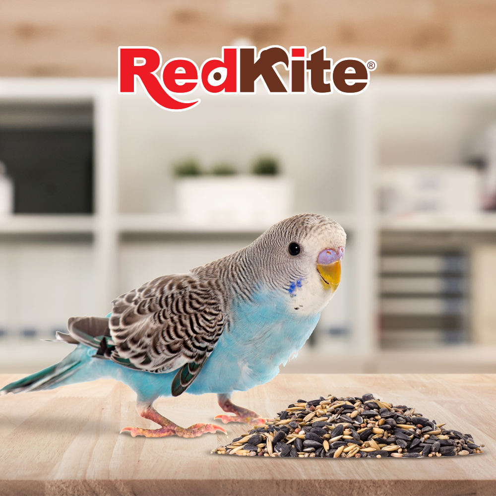 Alimento para Loritos y Ninfas Mezcla de Semillas 500 gramos