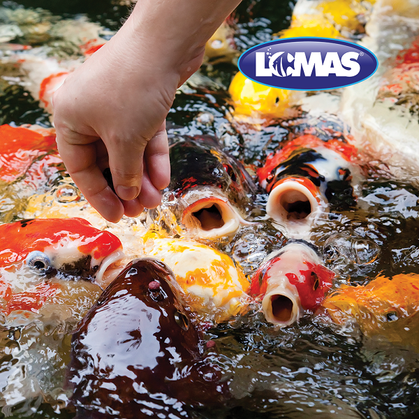 Alimento para Carpas Koi Pond Stix Peces de Estanque de 1 Kg