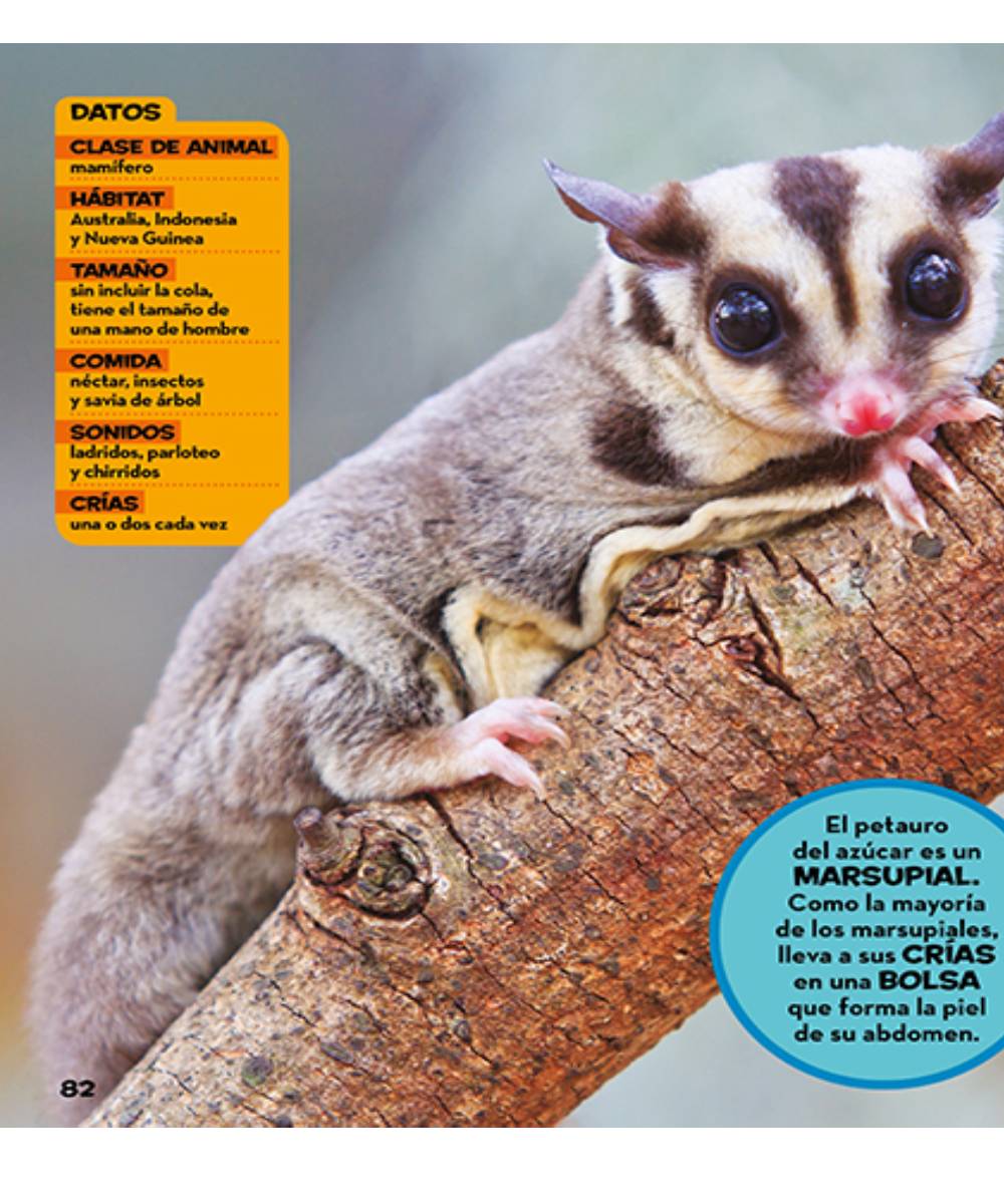 Mi primer gran libro de la selva