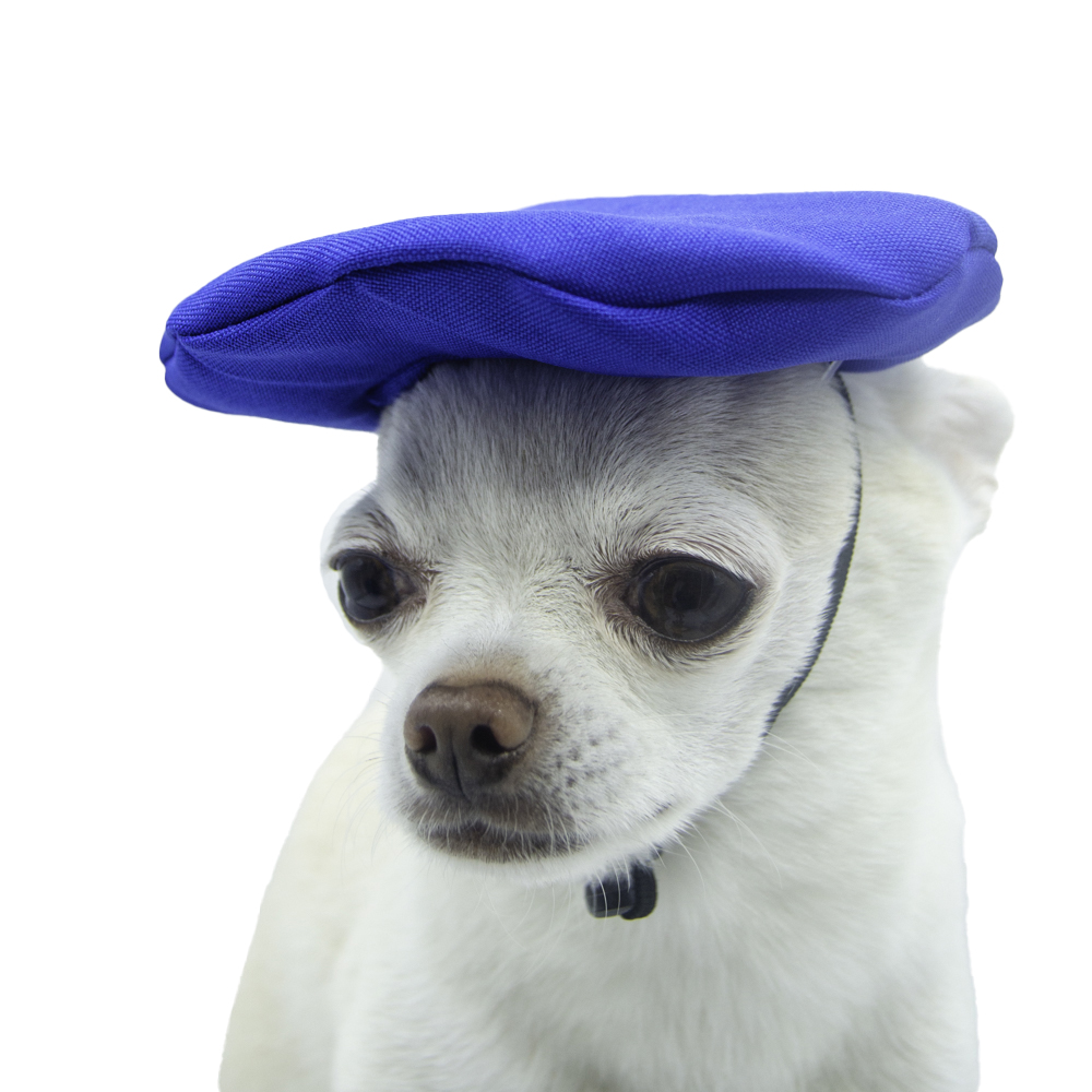 Boina Azul Rey para Mascotas de la Marca Mascotti Talla G