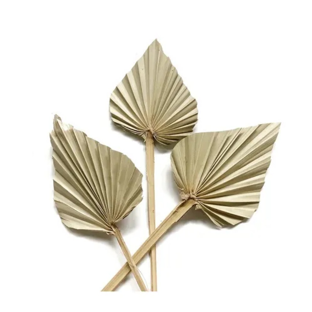 Palmas Pampas Secas Decoracion ( 6 Pz ) Mediana