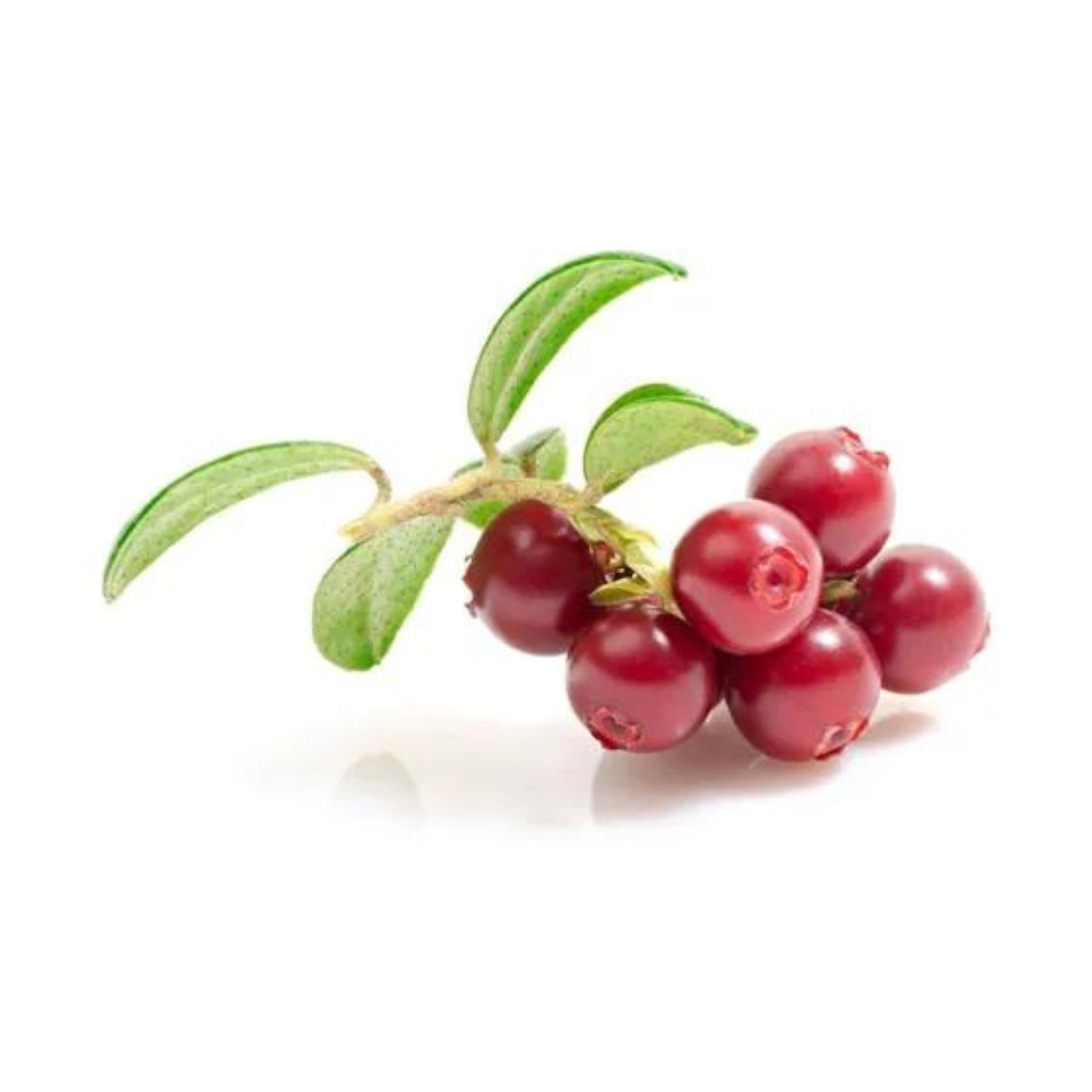 Schisandra Adaptógeno 100g Commons Polvo Berry Orgánico
