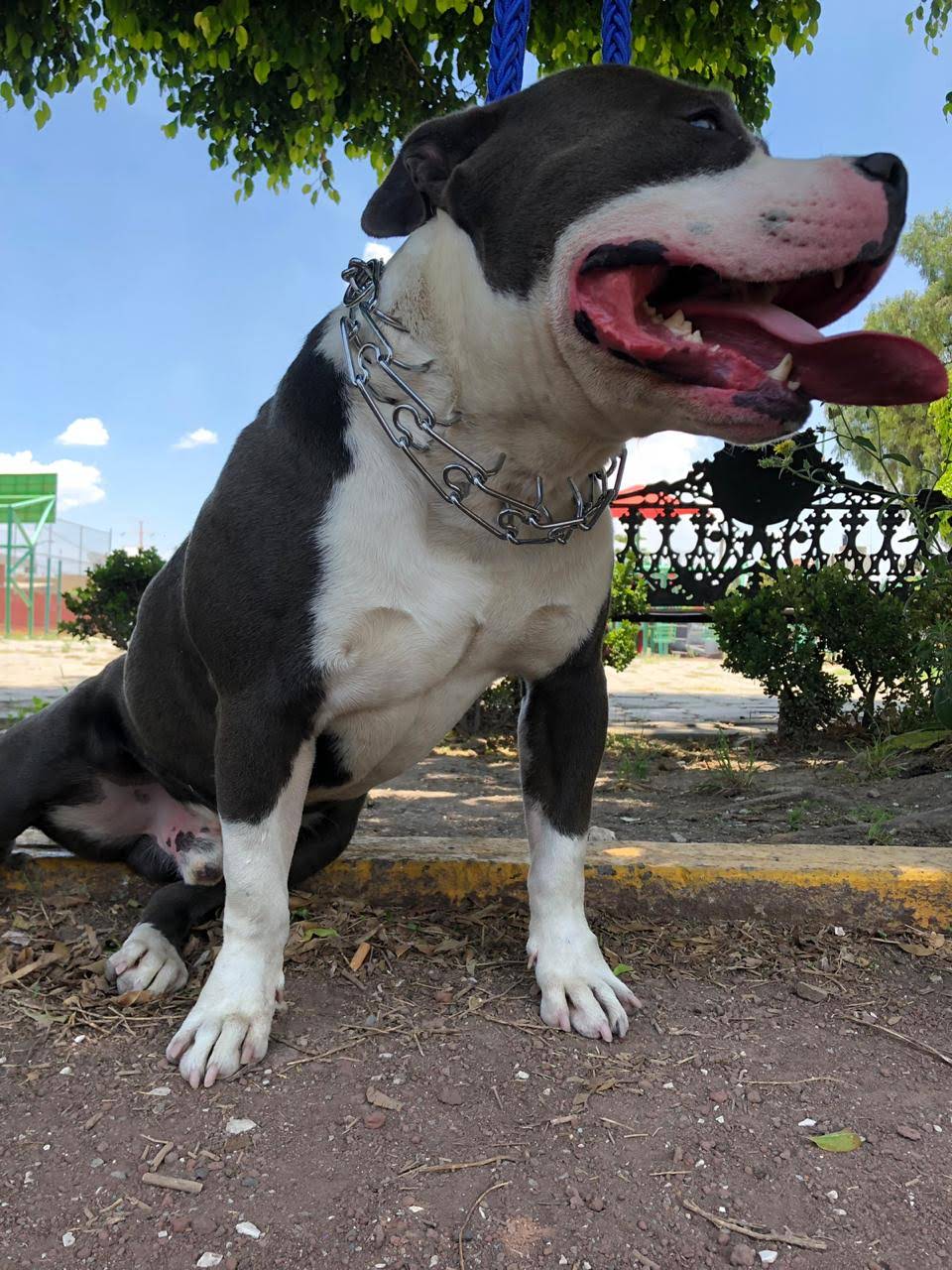Collar de Entrenamiento para Perro tipo Aleman Importado 60 cm