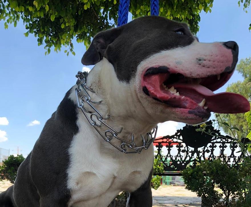 Collar de Entrenamiento para Perro tipo Aleman Importado 60 cm