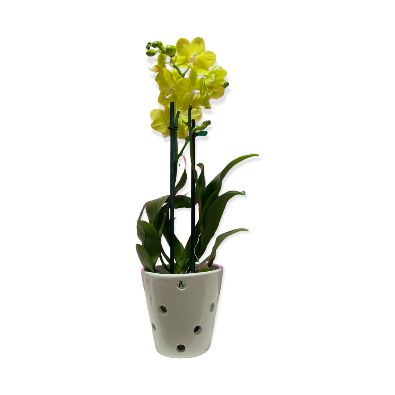 Maceta de cerámica esmaltada para orquídeas con forma de vaso