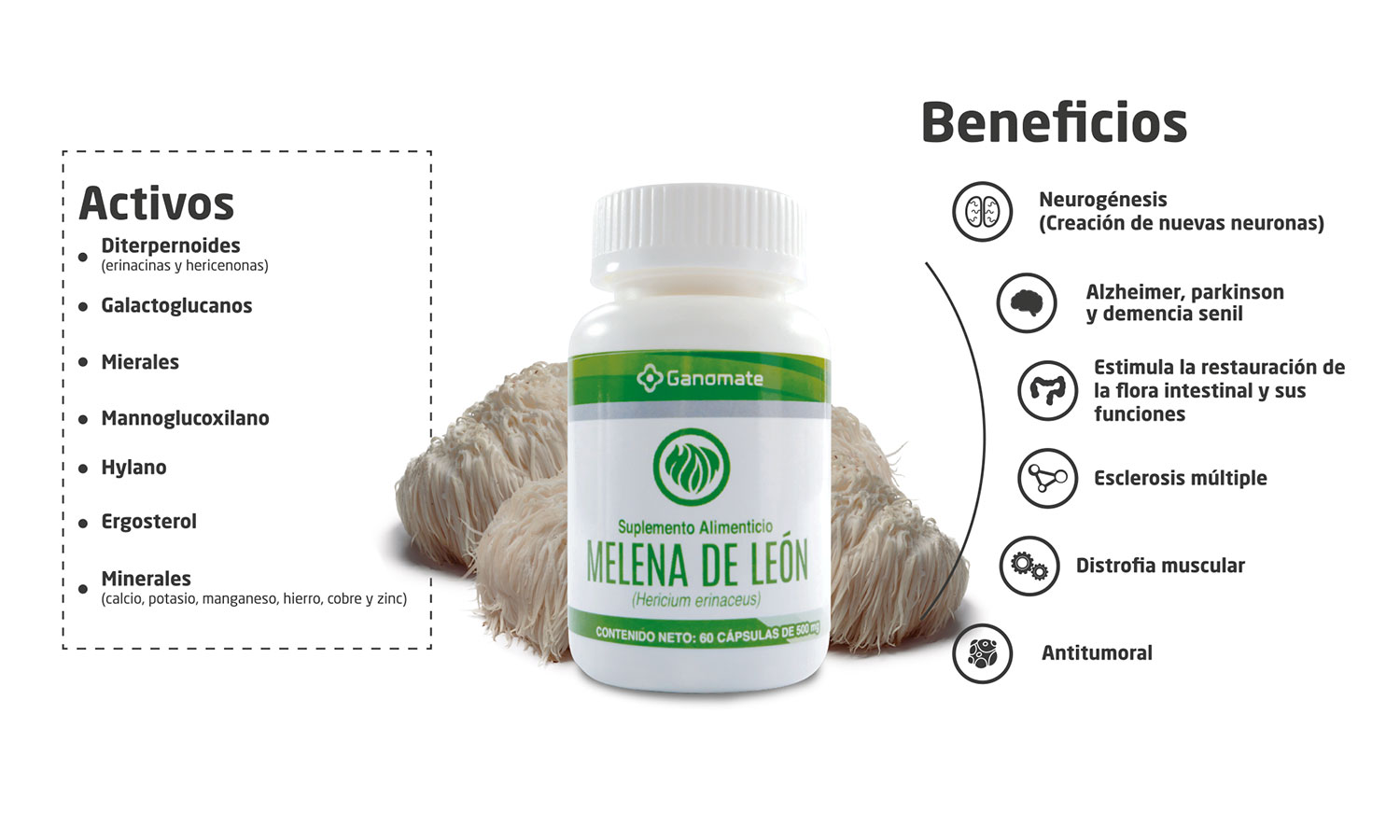 Melena de león ,Lion's mane ,Hericium erinaceus 