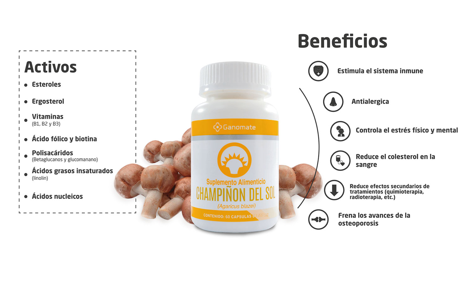 Agaricus Blazei , Champiñón del sol  , Adaptogeno