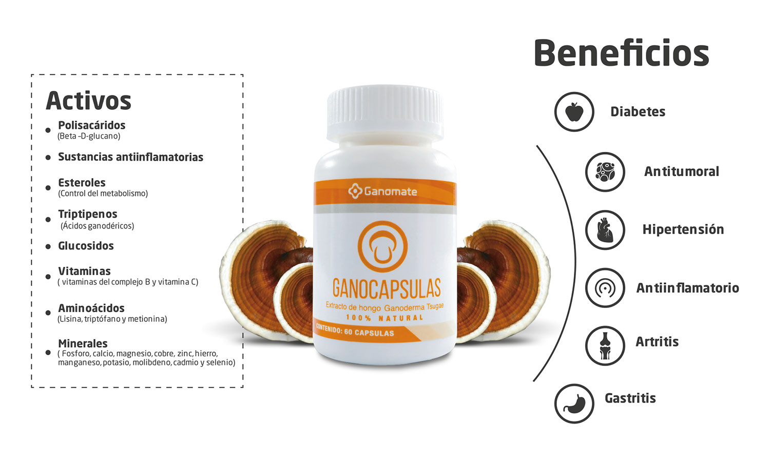 Ganoderma Lucidum ,Hongo Reishi 