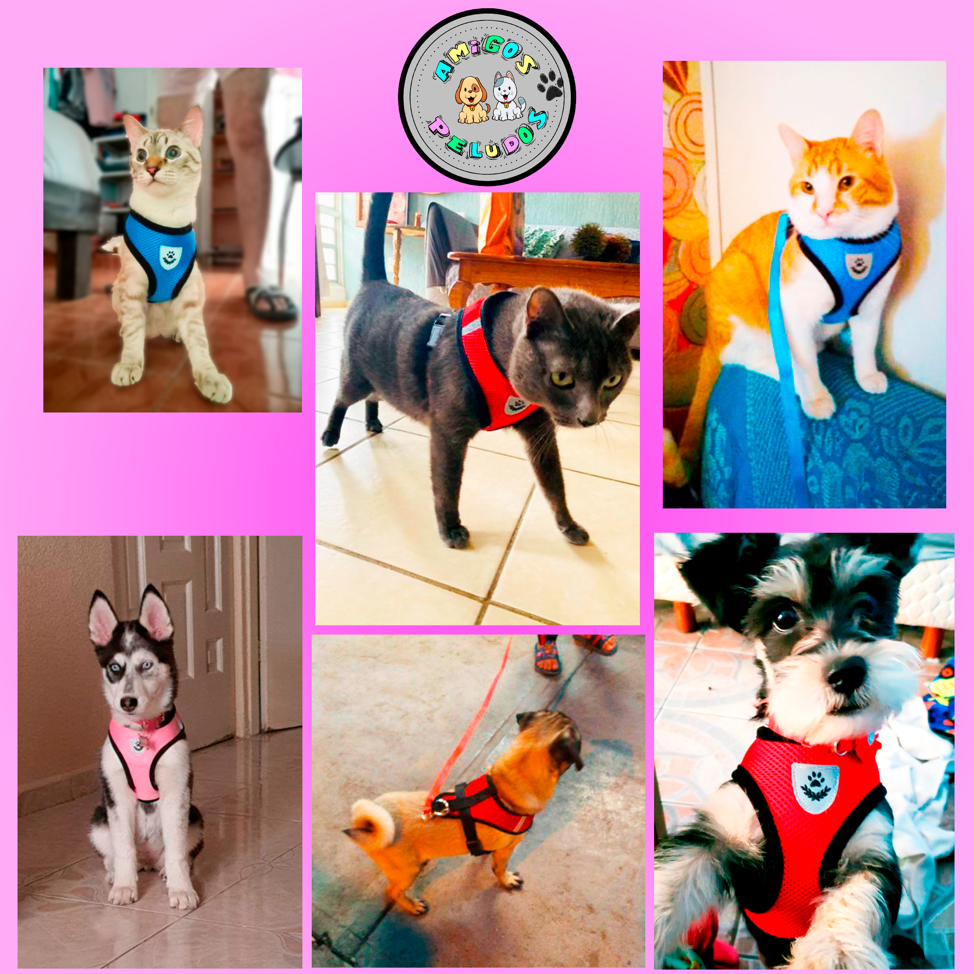 Pechera arnes con correa parro gato con antireflejante 