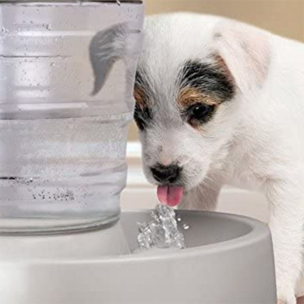 Animal Planet Fuente Para Perro Automática