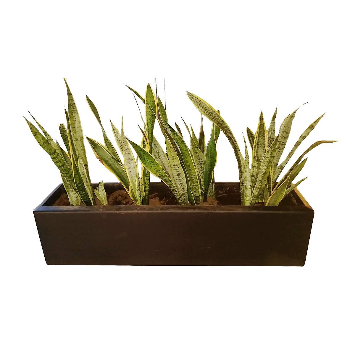 Maceta Jardinera de Fibra de Vidrio de 100 X 25 X 50 Chocolate*