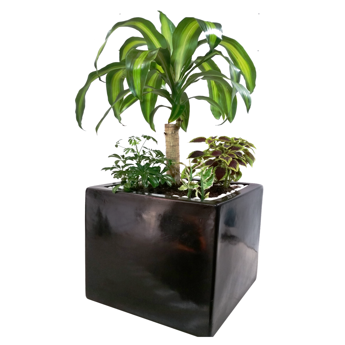 Maceta de fibra de vidrio Modelo Cubo 20 chocolate*